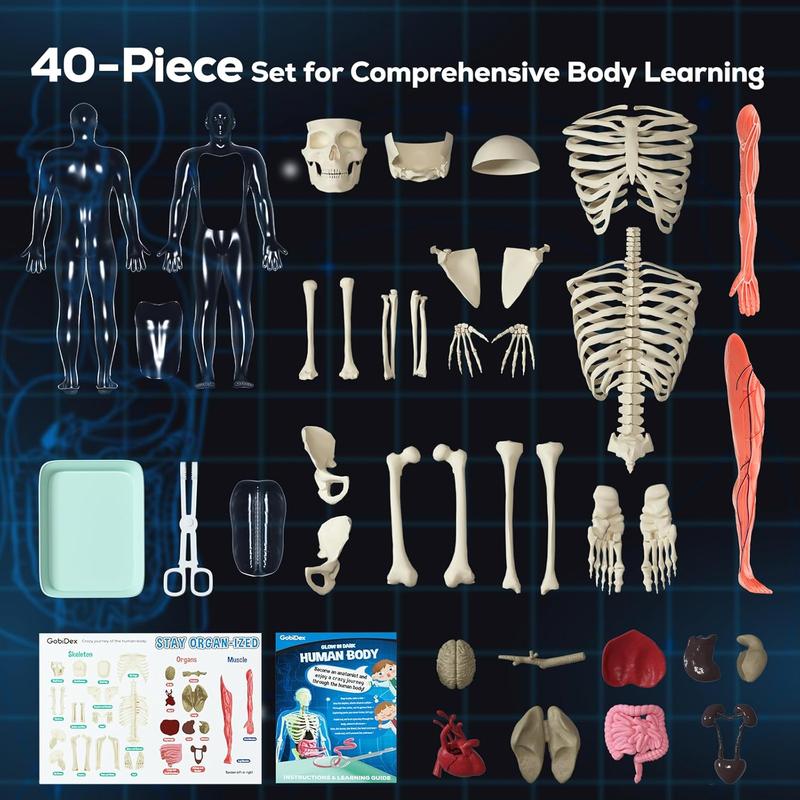 GobiDex Human Body Skeleton Model Kits, 40 Piece Anatomy Figure,Glow in The Dark Bones Interactive Science Kit, STEM Educational Toys for Boys and Girls, Halloween Physiology Gifts for Kids Ages 8+